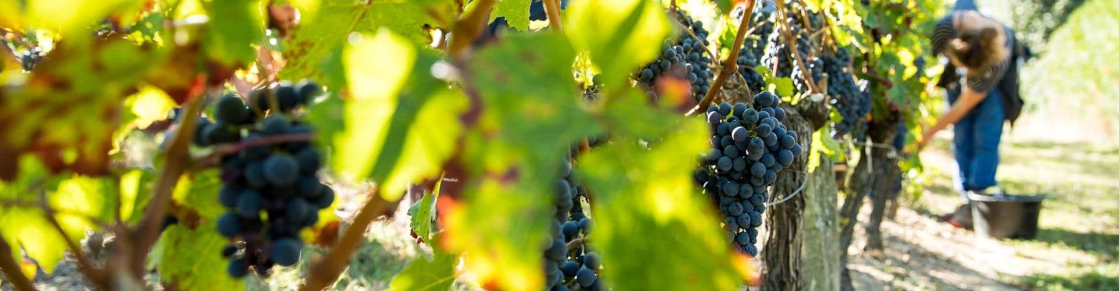 2018 millésime du siecle à Bourgueil