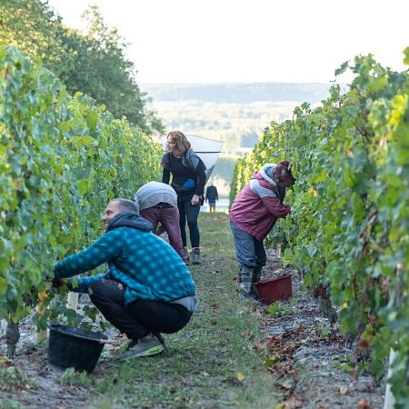Bio Bourgueil