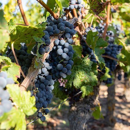 Bourgueil cépage cabernet franc