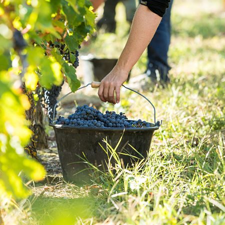 Bourgueil cépage cabernet franc