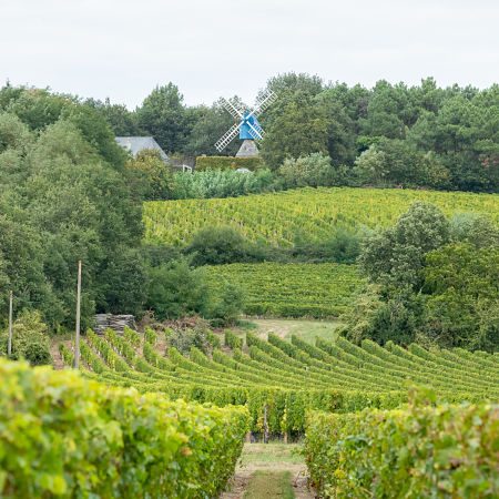 Caractéristiques vin Bourgueil