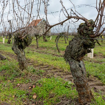 Caractéristiques vin Bourgueil