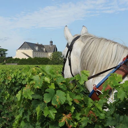 Caractéristiques vin Bourgueil