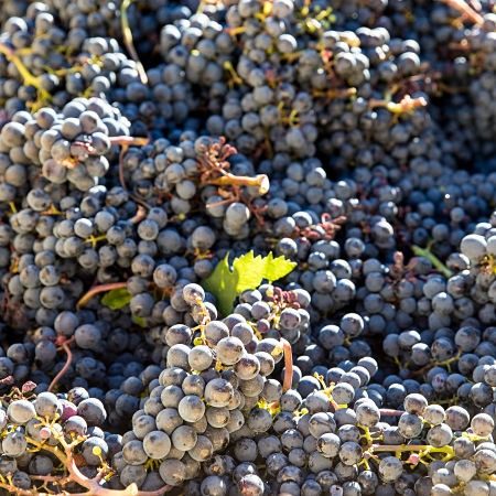 Caractéristiques vins Loire