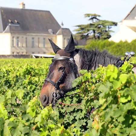 Caractéristiques vins Loire