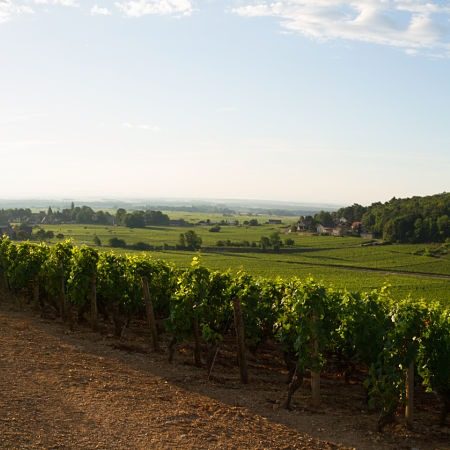 Caractéristiques vins Loire