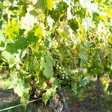 Histoire aoc Bourgueil