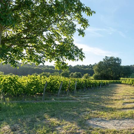 Histoire aoc Bourgueil