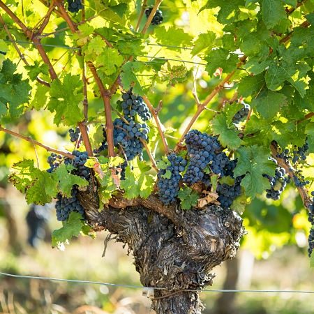 Mention vieilles vignes Bourgueil