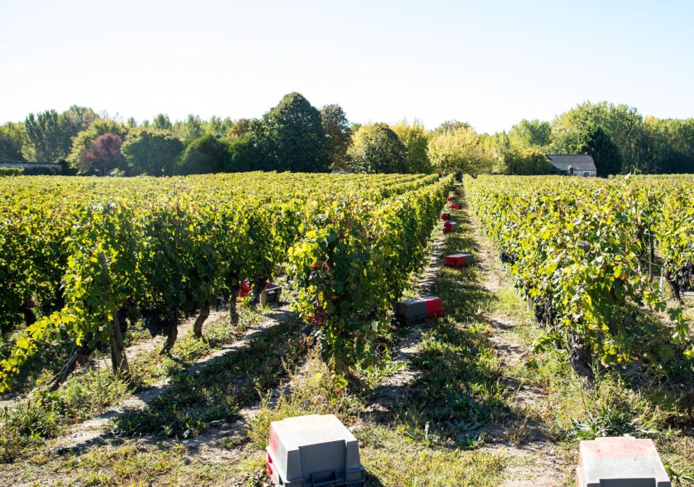 Le Bourgueil et ses nuances de rouge