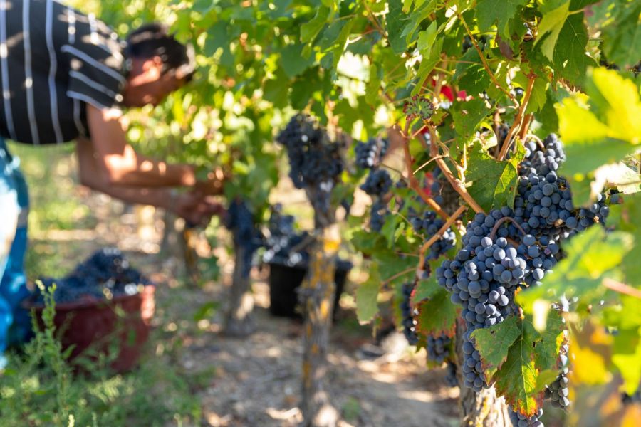 Bourgueil, berceau du cabernet franc