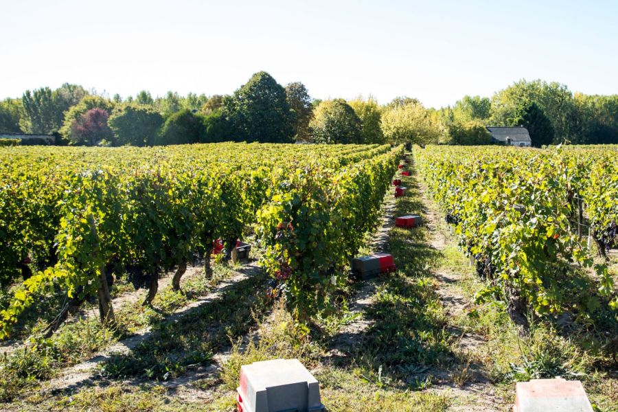 Le Bourgueil et ses nuances de rouge
