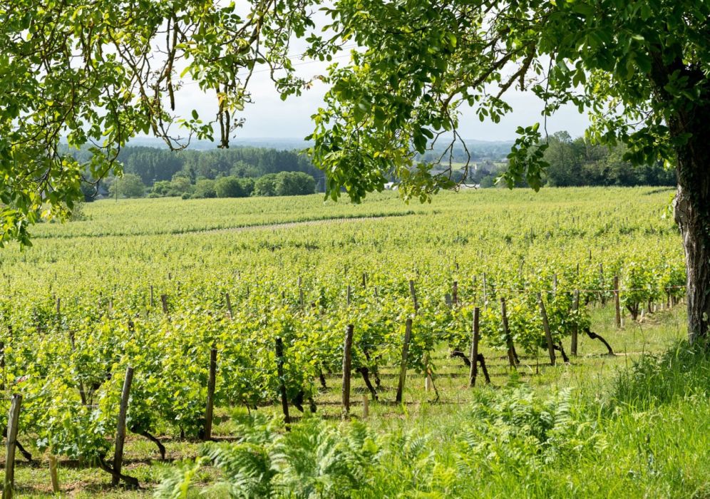Que signifie la mention Vieilles Vignes sur une étiquette ?