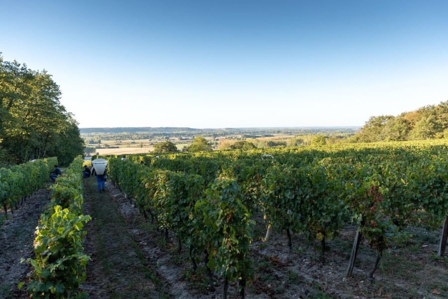 Quelles sont les caractéristiques des vins de Loire ?