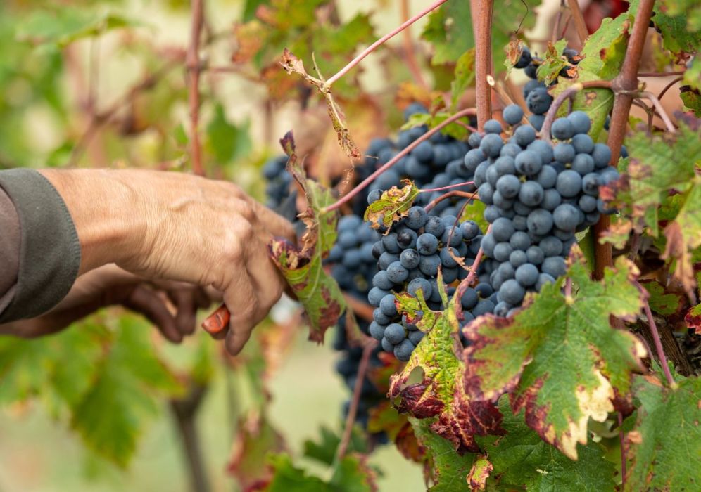 Le bio à Bourgueil : ses caractéristiques
