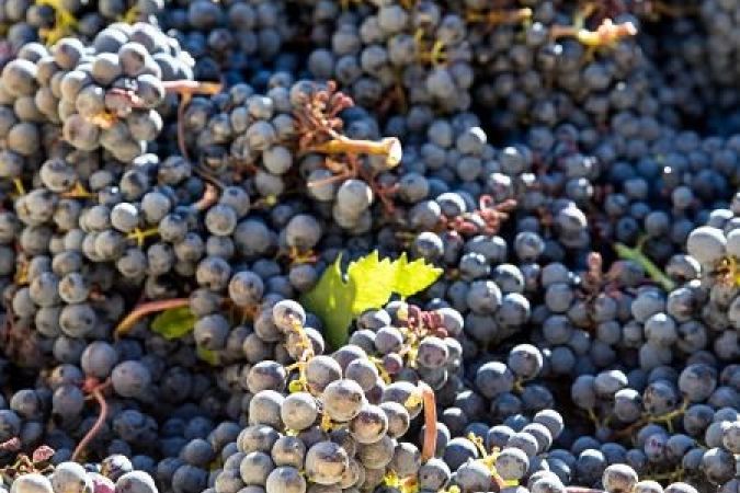 Interview : quelle est la spécificité du Bourgueil ?