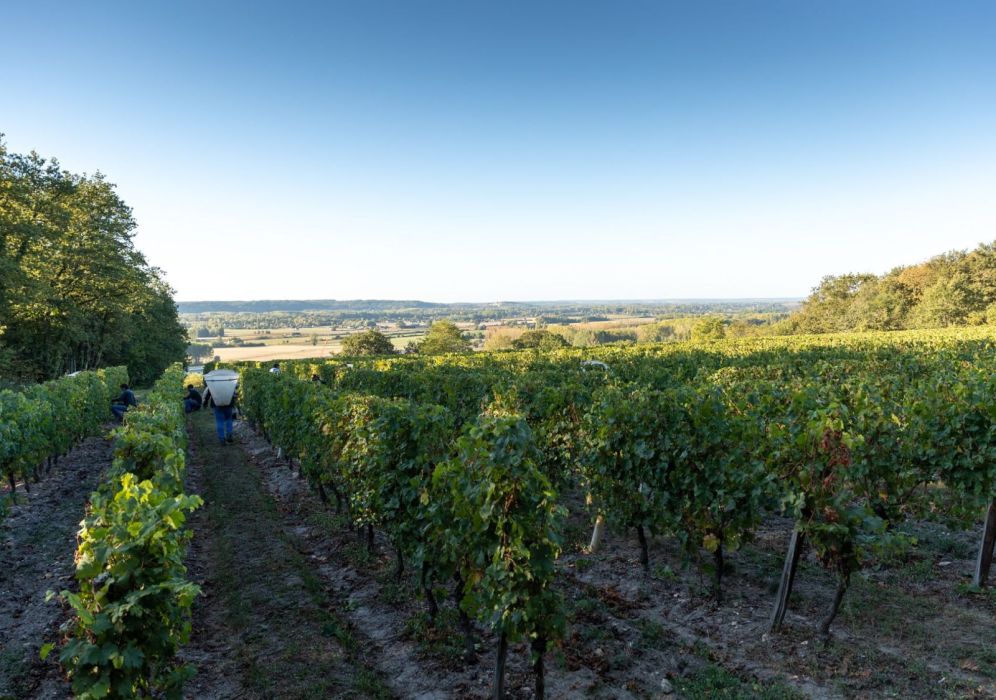 Quelles sont les caractéristiques des vins de Loire ?