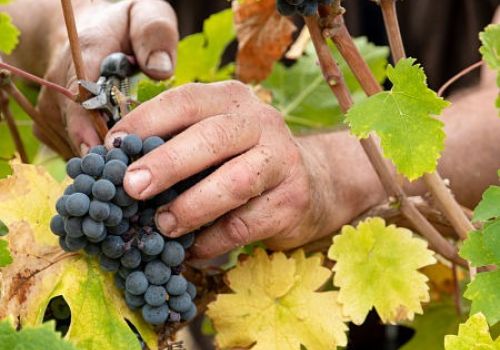 Domaine Michel Thibault