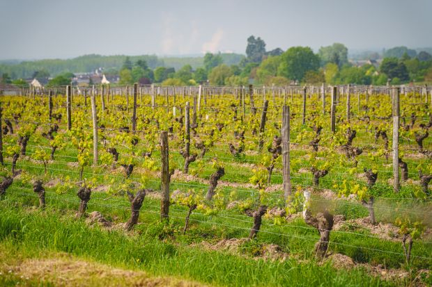 Vignes de Bourgueil sur la terrasse de sable et de graviers