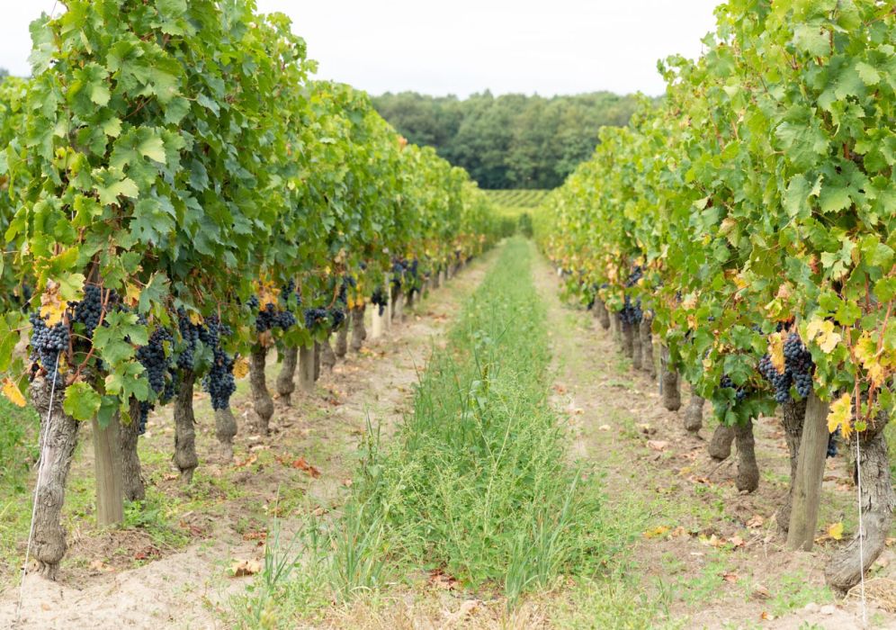 Quelles sont les caractéristiques d’un vin de Bourgueil ?