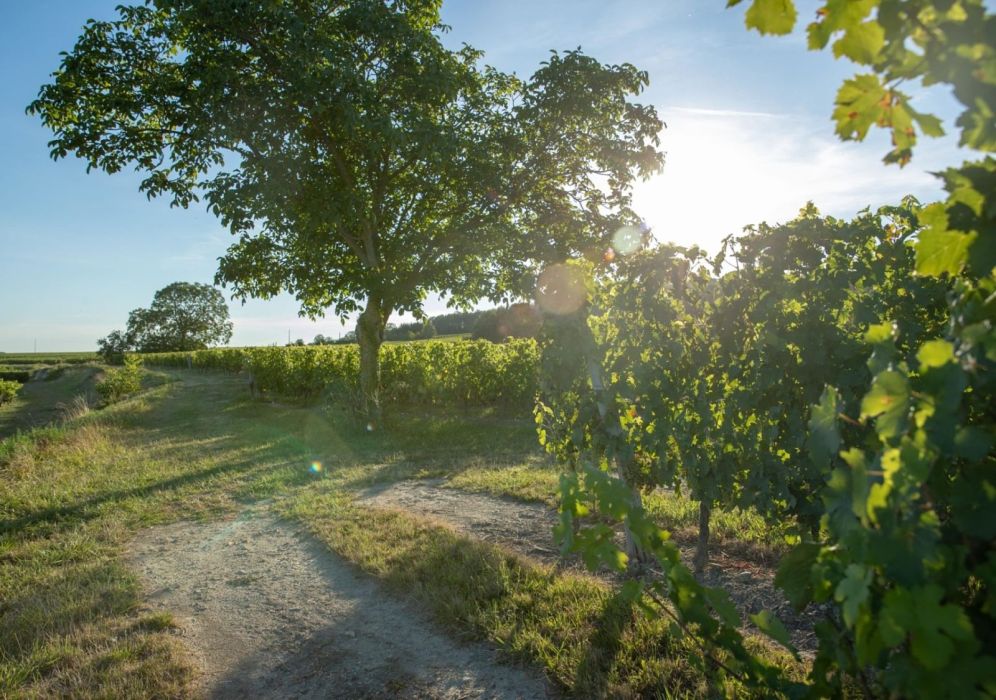 Histoire de l’AOC Bourgueil, de 1937 à nos jours