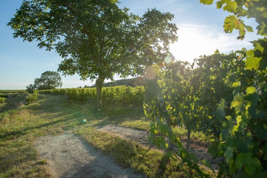 Histoire de l’AOC Bourgueil, de 1937 à nos jours