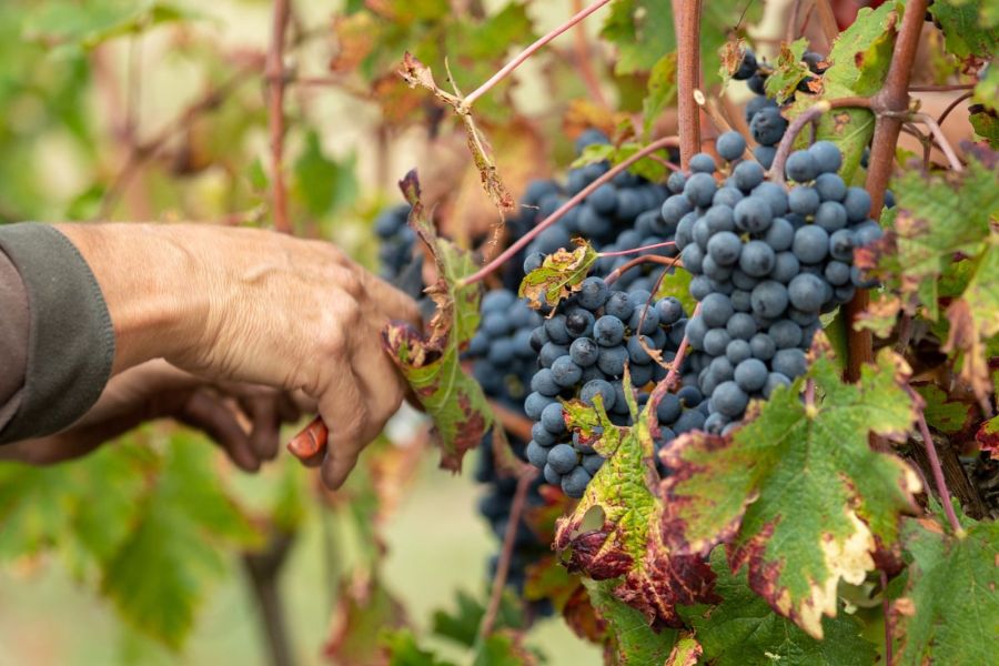 Le bio à Bourgueil : ses caractéristiques