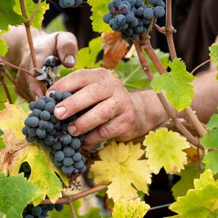 Domaine Michel Thibault