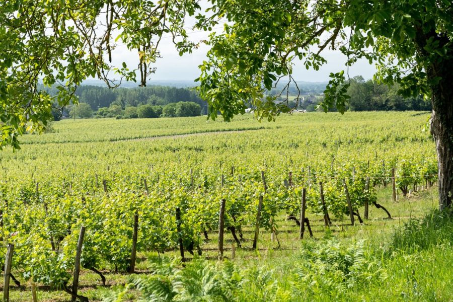 Que signifie la mention Vieilles Vignes sur une étiquette ?