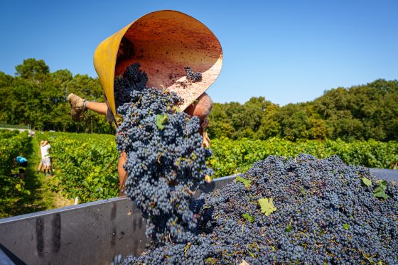 Vendanges à Bourgueil, au pied du massif forestier