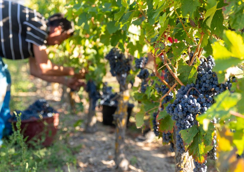 Bourgueil, berceau du cabernet franc