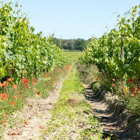 Rang de vigne sur un sol de sable et de graviers à Bourgueil