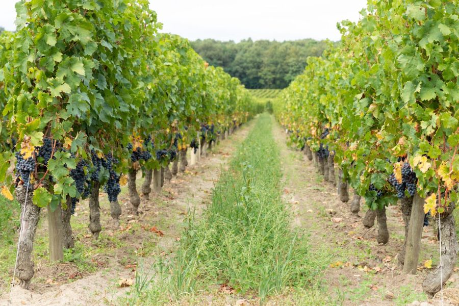 Quelles sont les caractéristiques d’un vin de Bourgueil ?