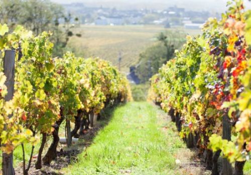 Domaine Marc Galbrun